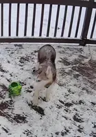 Squeaky, a male Siberian Husky for sale in Hinsdale, NH – Photo 8 of 9