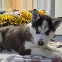 Moo-moo, a male Siberian Husky for sale in Hinsdale, NH – Photo 6 of 10