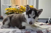 Moo-moo, a male Siberian Husky for sale in Hinsdale, NH – Photo 6 of 8