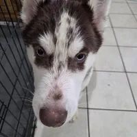 Moo-moo, a male Siberian Husky for sale in Hinsdale, NH – Photo 2 of 10