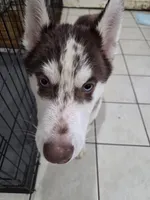 Moo-moo, a male Siberian Husky for sale in Hinsdale, NH – Photo 2 of 8