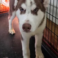 Moo-moo, a male Siberian Husky for sale in Hinsdale, NH – Photo 1 of 10