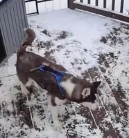 Moo-moo, a male Siberian Husky for sale in Hinsdale, NH – Photo 3 of 10