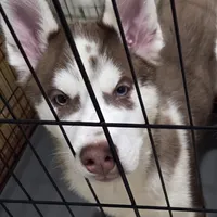 Moo-moo, a male Siberian Husky for sale in Hinsdale, NH – Photo 5 of 10