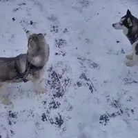 Moo-moo, a male Siberian Husky for sale in Hinsdale, NH – Photo 10 of 10