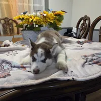 Moo-moo, a male Siberian Husky for sale in Hinsdale, NH – Photo 7 of 10