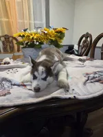 Moo-moo, a male Siberian Husky for sale in Hinsdale, NH – Photo 3 of 8