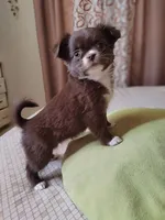 Lily , a female Chihuahua for sale in Pensacola, FL – 2 of 2