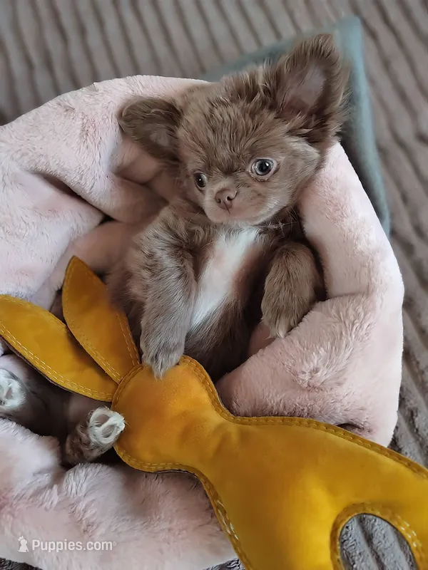 Lea – Chihuahua puppy for sale in Pensacola, FL