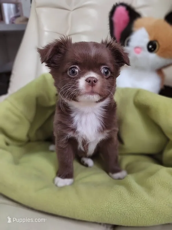 Lily  – Chihuahua puppy for sale in Pensacola, FL