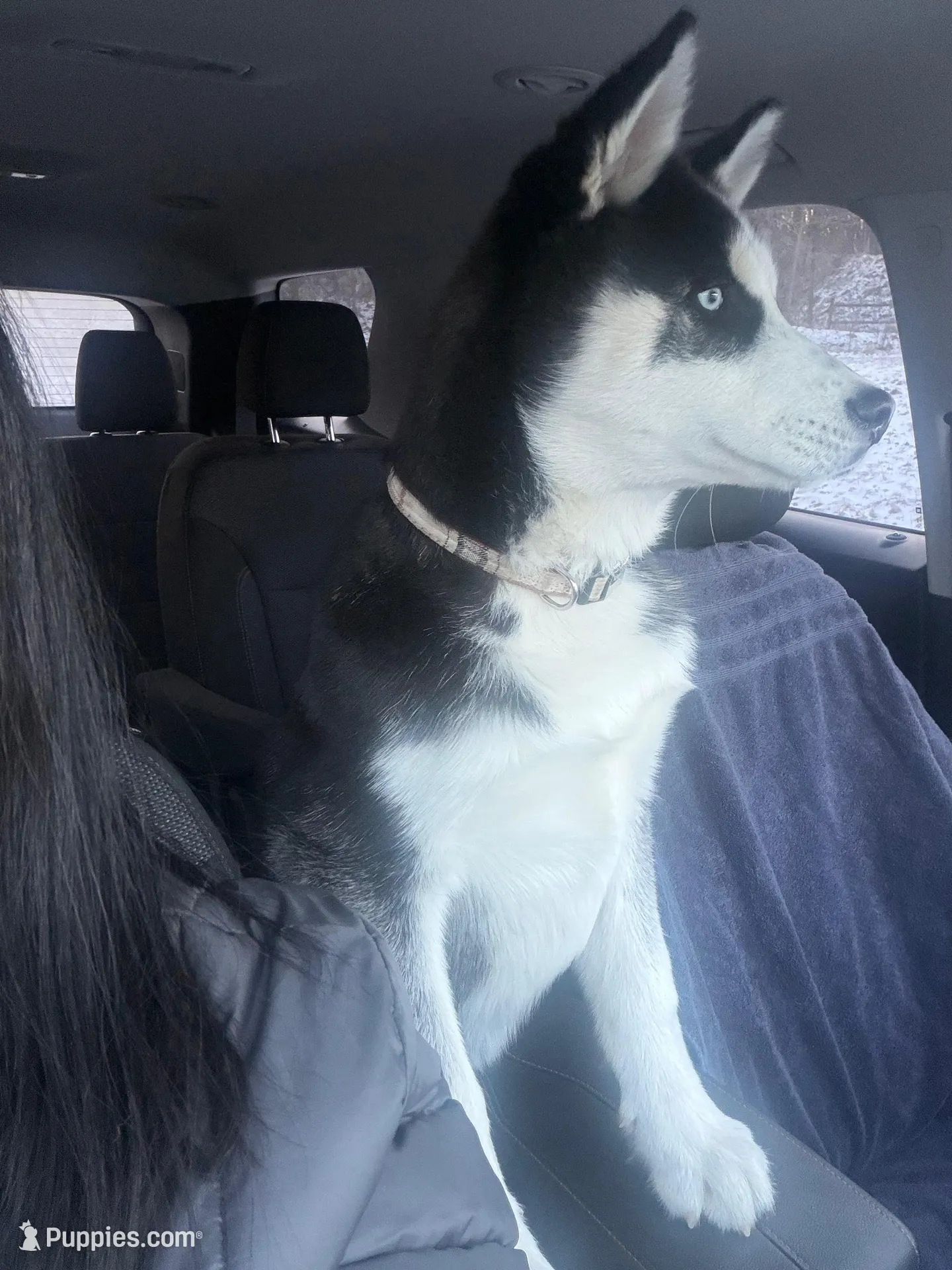 Titus Royal, a male Siberian Husky for sale in Lowell, MI – Photo 5 of 9