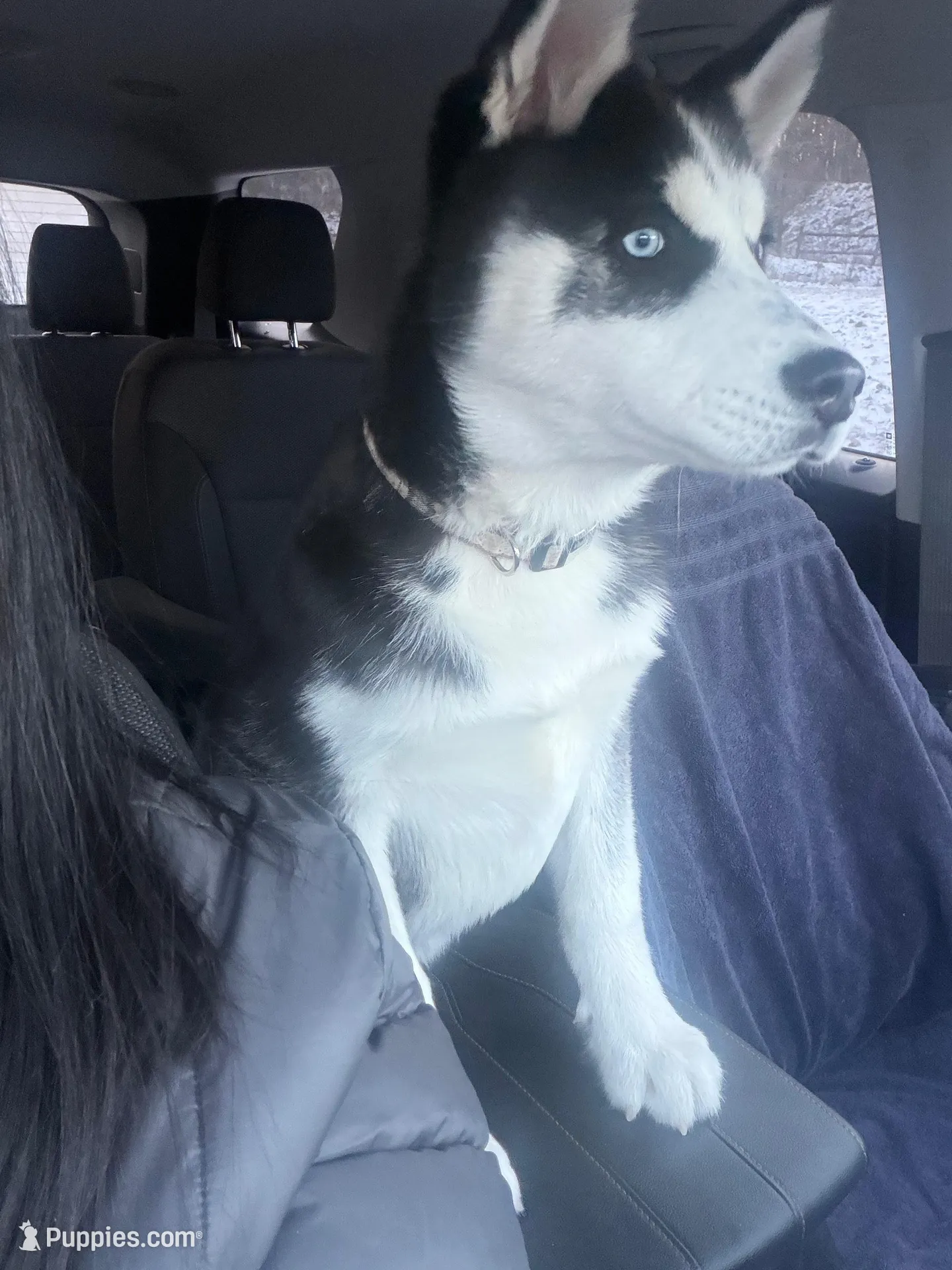 Titus Royal, a male Siberian Husky for sale in Lowell, MI – Photo 3 of 9