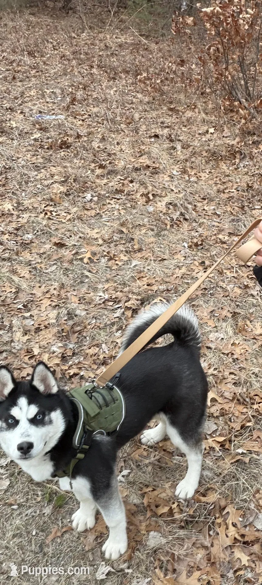 Titus Royal, a male Siberian Husky for sale in Lowell, MI – Photo 4 of 9