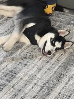 Titus Royal, a male Siberian Husky for sale in Lowell, MI – Photo 9 of 9