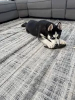 Titus Royal, a male Siberian Husky for sale in Lowell, MI – Photo 7 of 9