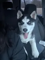 Titus Royal, a male Siberian Husky for sale in Lowell, MI – Photo 1 of 9