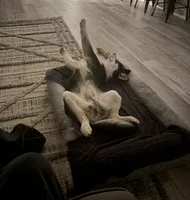 Titus Royal, a male Siberian Husky for sale in Lowell, MI – Photo 2 of 9