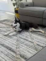 Titus Royal, a male Siberian Husky for sale in Lowell, MI – Photo 6 of 9