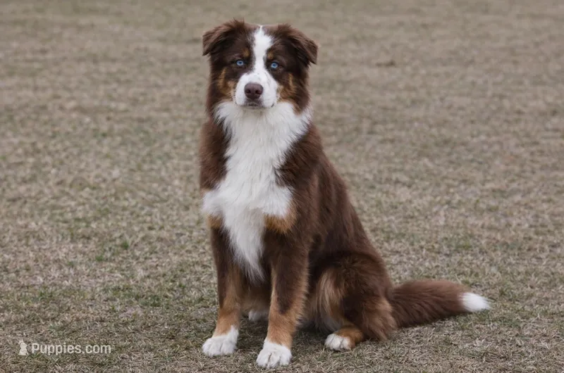 Thor – Australian Shepherd puppy for sale in Wetumpka, AL