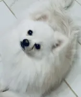 Icicle Hold , a male Pomeranian for sale in Port Monmouth, NJ – 3 of 6