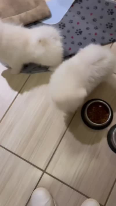 Icicle, a male Pomeranian for sale in Port Monmouth, NJ – 2 of 2