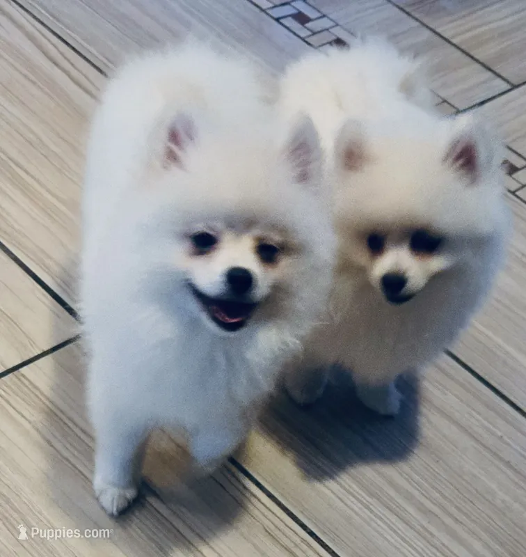 Glacier – Pomeranian puppy for sale in Port Monmouth, NJ