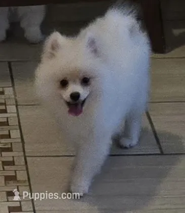 Glacier – Pomeranian puppy for sale in Port Monmouth, NJ
