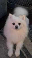 Icicle Hold , a male Pomeranian for sale in Port Monmouth, NJ – 4 of 6