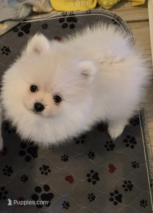 Iceland – Pomeranian puppy on hold in Port Monmouth, NJ
