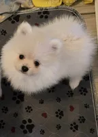 Iceland, a female Pomeranian for sale in Port Monmouth, NJ – 1 of 1