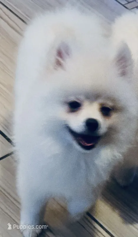Glacier – Pomeranian puppy for sale in Port Monmouth, NJ