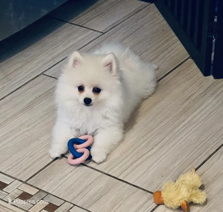 Icicle – Pomeranian puppy for sale in Port Monmouth, NJ
