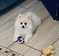 Icicle Hold , a male Pomeranian for sale in Port Monmouth, NJ – 1 of 6