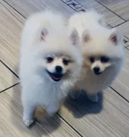 Icicle Hold , a male Pomeranian for sale in Port Monmouth, NJ – 6 of 6