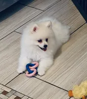 Icicle Hold , a male Pomeranian for sale in Port Monmouth, NJ – 2 of 6