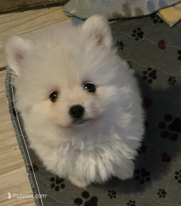 Icicle – Pomeranian puppy for sale in Port Monmouth, NJ