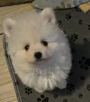 Icicle, a male Pomeranian for sale in Port Monmouth, NJ – 1 of 2