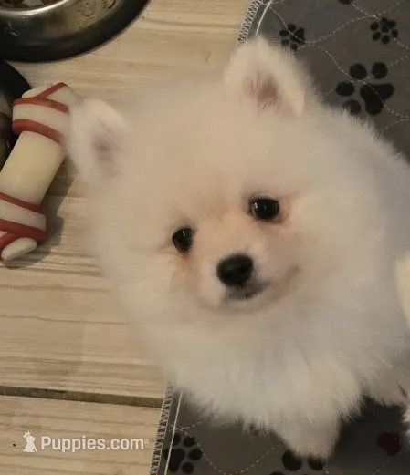 Glacier – Pomeranian puppy for sale in Port Monmouth, NJ