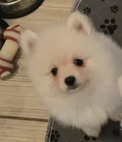 Glacier, a male Pomeranian for sale in Port Monmouth, NJ – 1 of 1