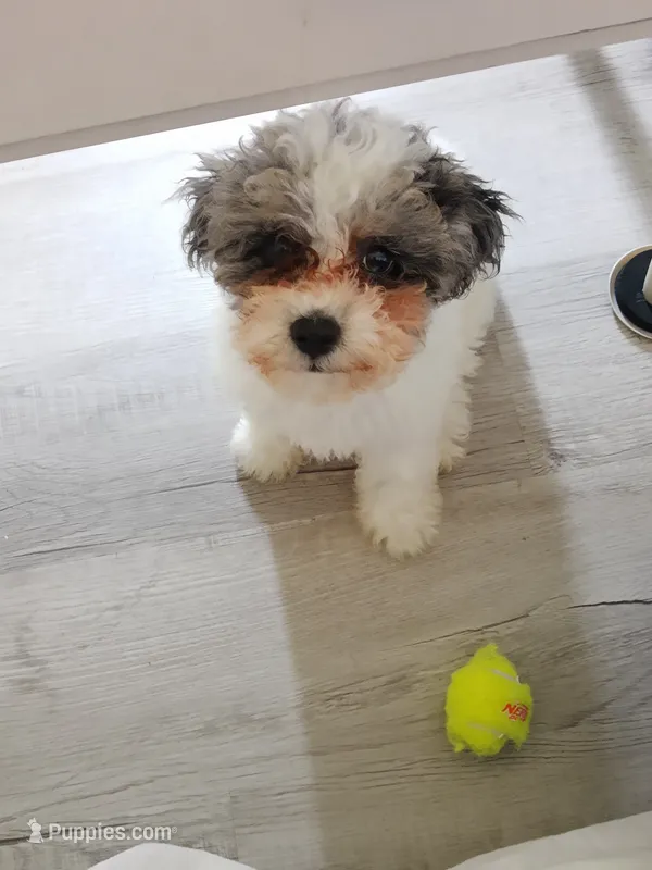 Lacey  – Poodle - Miniature  puppy for sale in Carbondale, IL