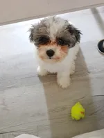 Lacey , a female Poodle - Miniature  for sale in Carbondale, IL – 1 of 8