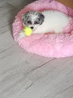 Lacey , a female Poodle - Miniature  for sale in Carbondale, IL – 6 of 8