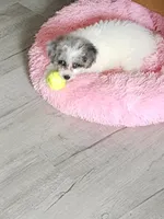 Lacey , a female Poodle - Miniature  for sale in Carbondale, IL – 8 of 8