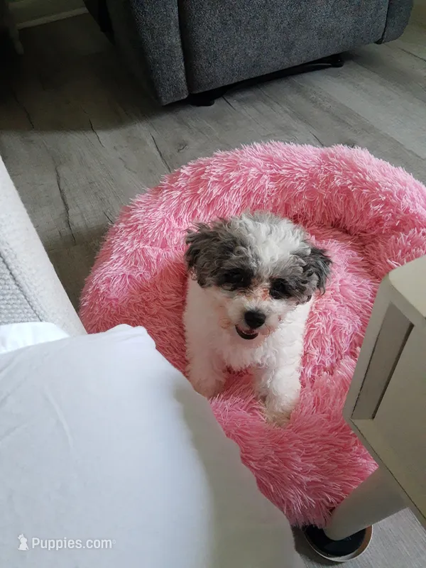 Lacey  – Poodle - Miniature  puppy for sale in Carbondale, IL