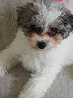 Lacey , a female Poodle - Miniature  for sale in Carbondale, IL – 2 of 8