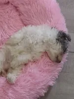 Lacey , a female Poodle - Miniature  for sale in Carbondale, IL – 5 of 8
