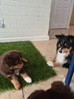 Chewy "Chewbacca", a male Miniature American Shepherd for sale in Jensen Beach, FL – 5 of 5