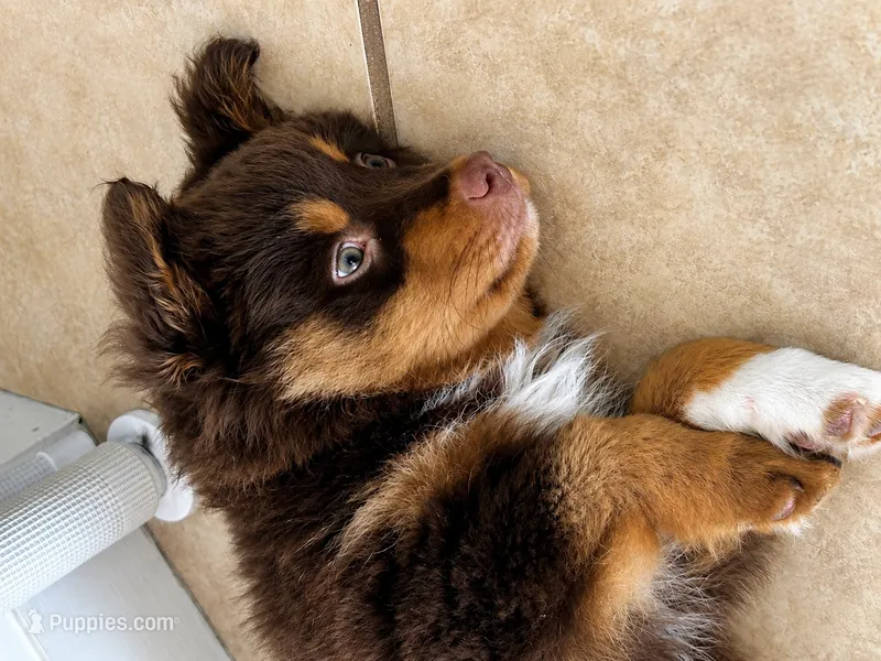 Chewy "Chewbacca" – Miniature American Shepherd puppy for sale in Jensen Beach, FL