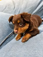 Teeny, a female Miniature American Shepherd for sale in Jensen Beach, FL – 4 of 6