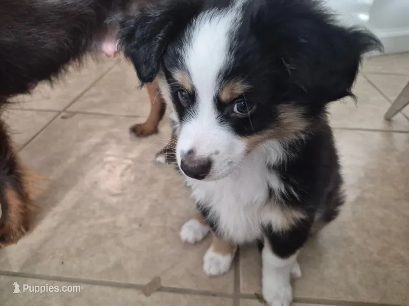Blue – Miniature American Shepherd puppy for sale in Jensen Beach, FL